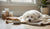 What is the Best Dog Food for Senior Small Dogs? A Comprehensive Guide-141234766063