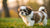 What is the Best Dog Food for Shih Tzu Puppies? A Comprehensive Guide