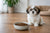 What Is the Best Dog Food for Shih Tzu Puppy