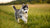 What is the Best Dog Food for Siberian Husky Puppies?