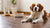 What is the Best Dog Food for Skin Allergies?-141044711663
