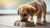 What is the Best Dog Food for Small Breed Puppies? A Complete Guide for Loving Pet Owners