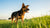 What is the Best Dog Food for Weight Loss? A Comprehensive Guide for Pet Owners