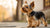 What Is the Best Dog Food for Yorkie Puppies? A Comprehensive Guide