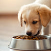 What Is the Best Dog Food to Feed a Puppy: A Comprehensive Guide for New Dog Owners