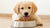 What is the Best Dog Food to Feed My Puppy? A Comprehensive Guide for Pet Owners