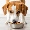 What is the Best Dog Food to Lose Weight? A Comprehensive Guide for Pet Owners
