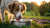 What is the Best Dog Water Bowl? A Guide to Choosing the Right One for Your Furry Friend