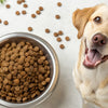What is the Best Dry Dog Food for Allergies? A Comprehensive Guide