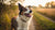 What Is the Best Dry Dog Food for Allergies? A Comprehensive Guide for Pet Owners