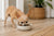 What is the Best Dry Dog Food for Chihuahuas?