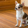 What is the Best Dry Dog Food for Chihuahuas? A Comprehensive Guide