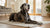 What is the Best Dry Dog Food for German Shepherds? An In-Depth Guide