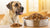What is the Best Dry Dog Food for Large Breeds?