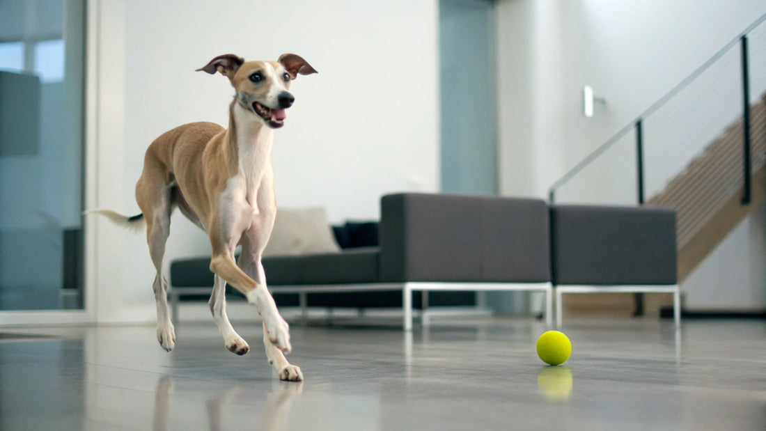 What is the Best Dry Dog Food for Large Dogs?
