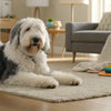 What is the Best Dry Dog Food for Picky Eaters? A Comprehensive Guide for Pet Parents