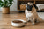 What is the Best Dry Dog Food for Pugs