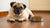 What is the Best Dry Dog Food for Pugs? A Comprehensive Guide for Pet Parents