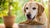 What is the Best Dry Dog Food for Seniors?