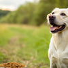 What is the Best Dry Dog Food for Skin Allergies?