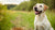 What is the Best Dry Dog Food for Skin Allergies?