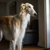 What is the Best Dry Dog Food for Small Breeds? A Comprehensive Guide
