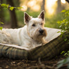 What is the Best Dry Dog Food for Small Dogs? A Comprehensive Guide for Pet Owners