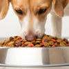 What is the Best Dry Food for Dogs? A Comprehensive Guide to Choosing the Right Kibble