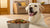 What is the Best Dry Food for Dogs with Allergies: A Comprehensive Guide to Nourishing Your Sensitive Pup-141041172719