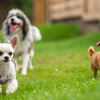 What is the Best Dry Food for Small Dogs? A Comprehensive Guide