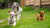 What is the Best Dry Food for Small Dogs? A Comprehensive Guide