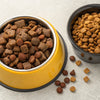 What is the Best: Dry or Wet Food for Dogs?