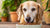 What is the Best Dry Senior Dog Food for Your Aging Companion?