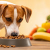 What is the Best Food to Give Dogs with Allergies?