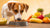 What is the Best Food to Give Dogs with Allergies?