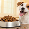 What is the Best Grain Free Dry Dog Food? A Comprehensive Guide for Pet Owners