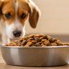 What Is the Best Kibble for Picky Dogs? A Comprehensive Guide for Pet Owners