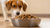What Is the Best Kibble for Picky Dogs? A Comprehensive Guide for Pet Owners