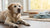 What is the Best Kibble for Senior Dogs? A Comprehensive Guide