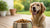 What is the Best Non-Grain Free Dog Food? A Comprehensive Guide for Pet Parents