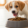 What is the Best Puppy Dog Food to Buy? A Complete Guide for New Puppy Parents