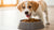 What is the Best Puppy Dog Food to Buy? A Complete Guide for New Puppy Parents