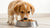 What is the Best Puppy Food for Dogs? A Comprehensive Guide to Choosing the Right Nutrition