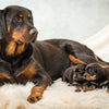 What is the Best Puppy Food for Pregnant Dogs? A Comprehensive Guide for Pet Parents