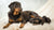 What is the Best Puppy Food for Pregnant Dogs? A Comprehensive Guide for Pet Parents