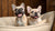 What is the Best Raw Food Diet for Dogs? A Comprehensive Guide