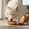 What Is the Best Senior Dog Food? Essential Insights for Healthier Golden Years