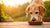 What Is the Best Senior Dog Food on the Market for Your Pet's Golden Years?