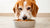 What is the Best Senior Wet Dog Food for Your Aging Companion?