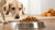 What is the Best Soft Dog Food for Senior Dogs?